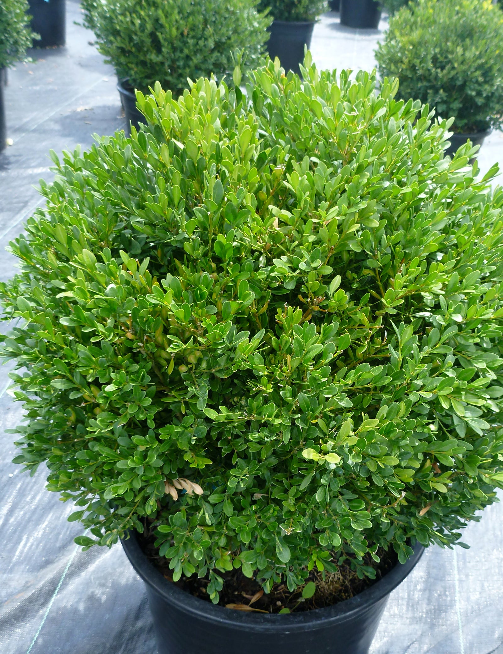 Buxus x Green Gem PP3736, COPF Green Gem Boxwood