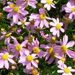 Coreopsis rosea American Dream American Dream Tickseed