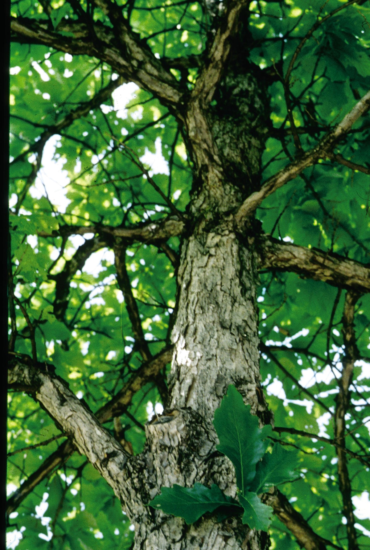 Swamp Tree Color Swamp White Oak – GardenTap