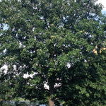Quercus macrocarpa Burr Oak
