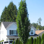 Quercus palustris Green Pillar Pringreen PP9093 Green Pillar Oak
