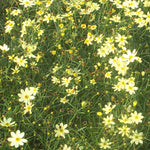 Coreopsis verticillata Moonbeam Moonbeam Threadleaf Tickseed