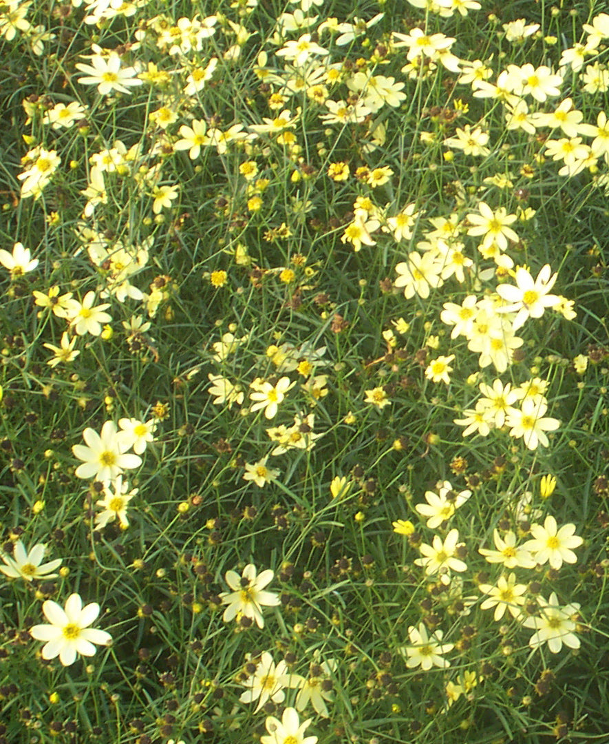 Coreopsis verticillata Moonbeam Moonbeam Threadleaf Tickseed