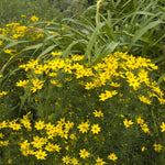Coreopsis verticillata Zagreb Threadleaf Tickseed