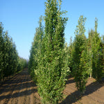 Quercus robur Fastigiata Pyramidal English Oak