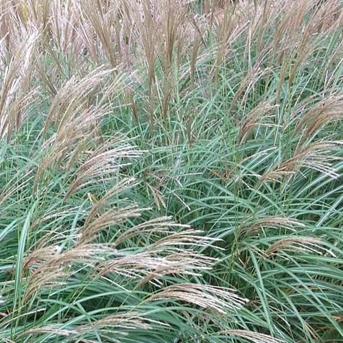 Miscanthus sinensis Little Kitten Dwarf Maiden Grass