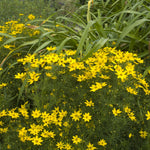 Coreopsis verticillata Zagreb Zagreb Threadleaf Tickseed