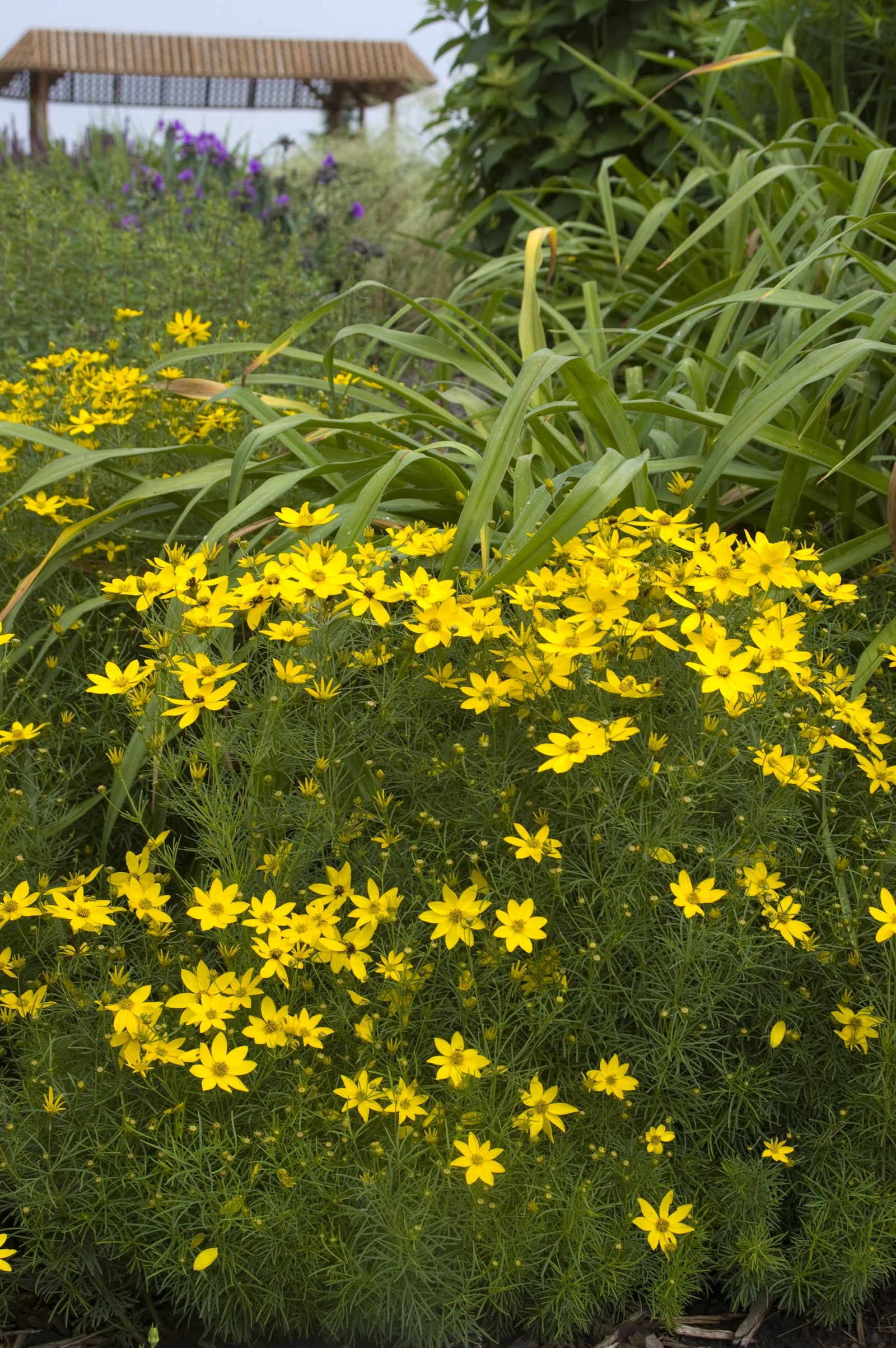 Coreopsis verticillata Zagreb Zagreb Threadleaf Tickseed