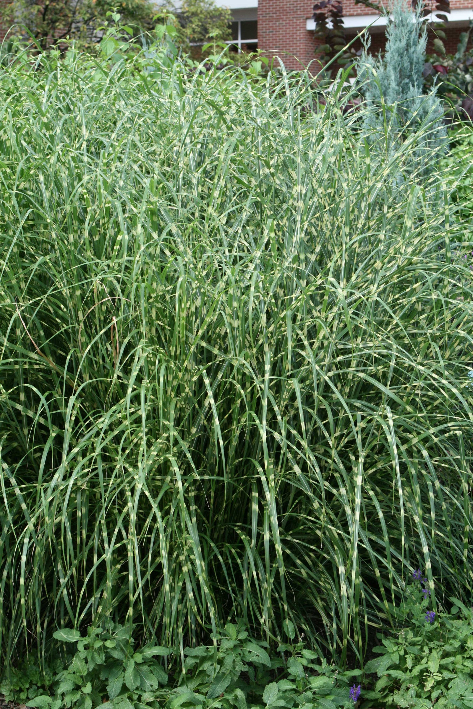 Miscanthus sinensis Little Zebra PP13008 Little Zebra Maiden Grass