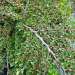 Cotoneaster horizontalis Rockspray Cotoneaster