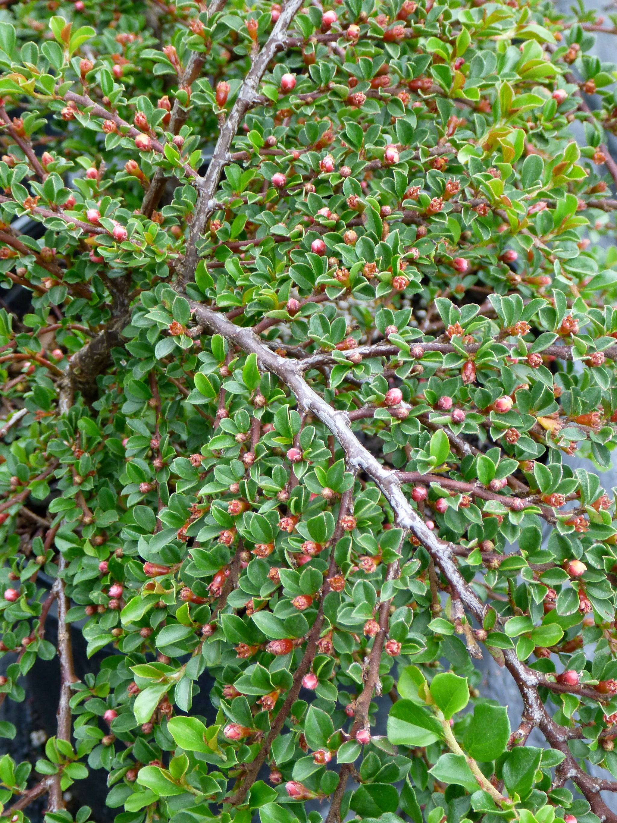 Cotoneaster horizontalis Rockspray Cotoneaster
