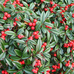 Cotoneaster salicifolius Repens Spreading Willowleaf Cotoneaster