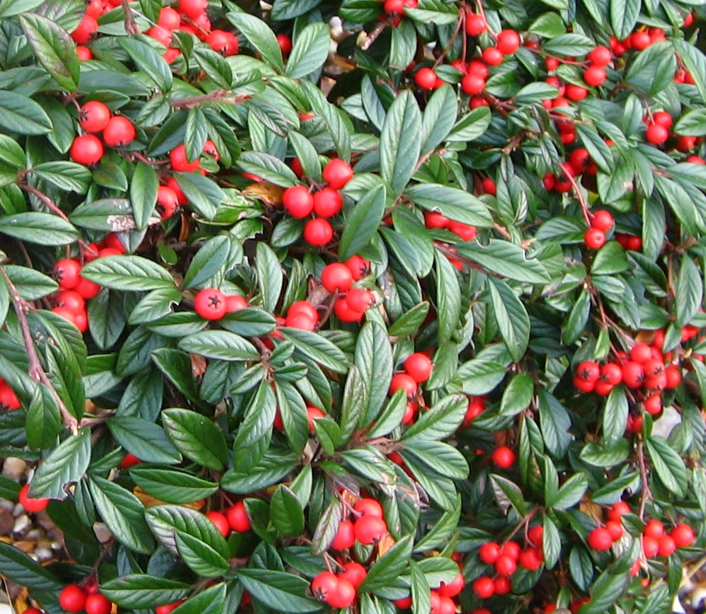 Cotoneaster salicifolius Repens Spreading Willowleaf Cotoneaster