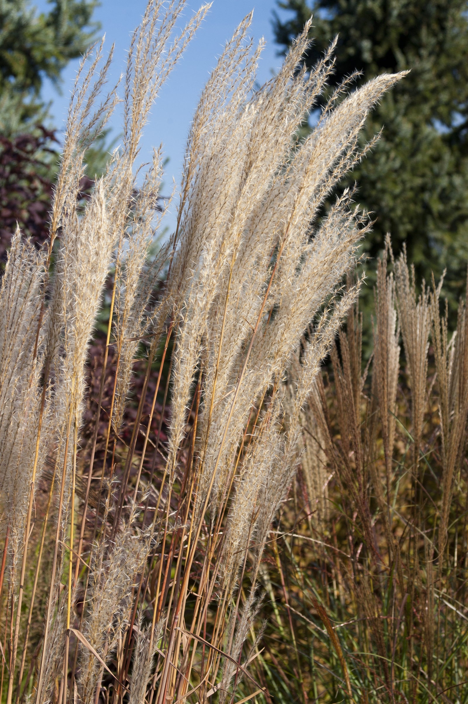 Miscanthus purpurascens Purple Flame Grass