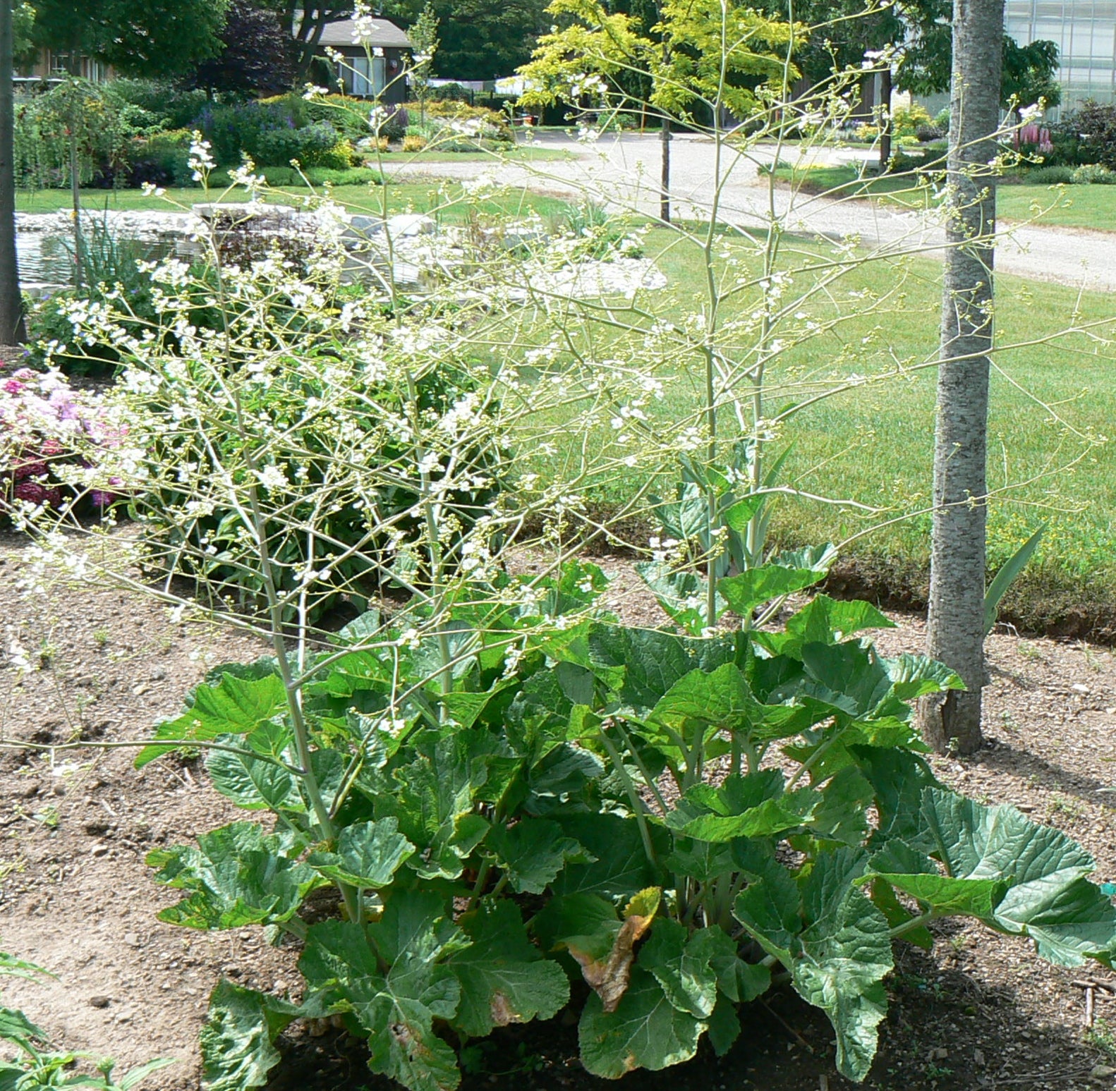 Crambe cordifolia Heartleaf Sea Kale