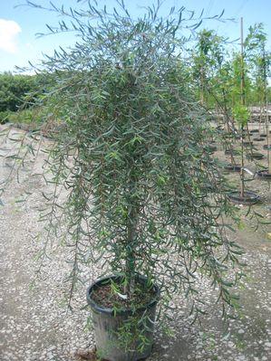 Salix purpurea Pendula Weeping Purple osier Willow