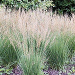 Molinia caerulea Moorflamme Moor Flame Grass