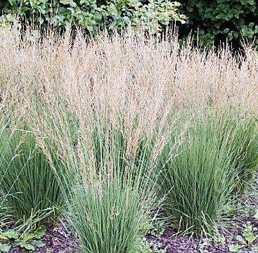 Molinia caerulea Moorflamme Moor Flame Grass
