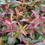 Leucothoe fontanesiana Rainbow Rainbow Drooping Leucothoe