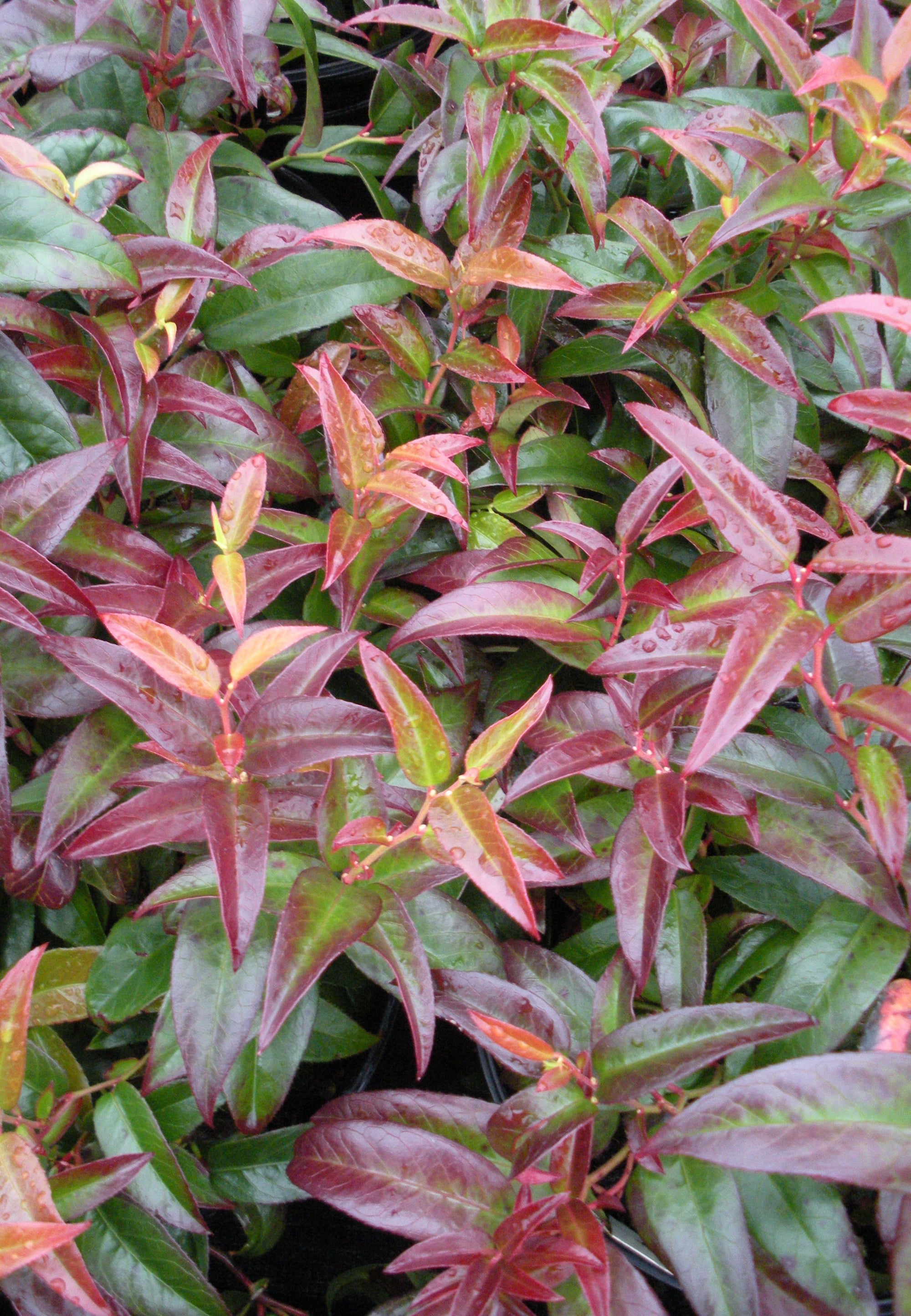 Leucothoe fontanesiana Rainbow Rainbow Drooping Leucothoe