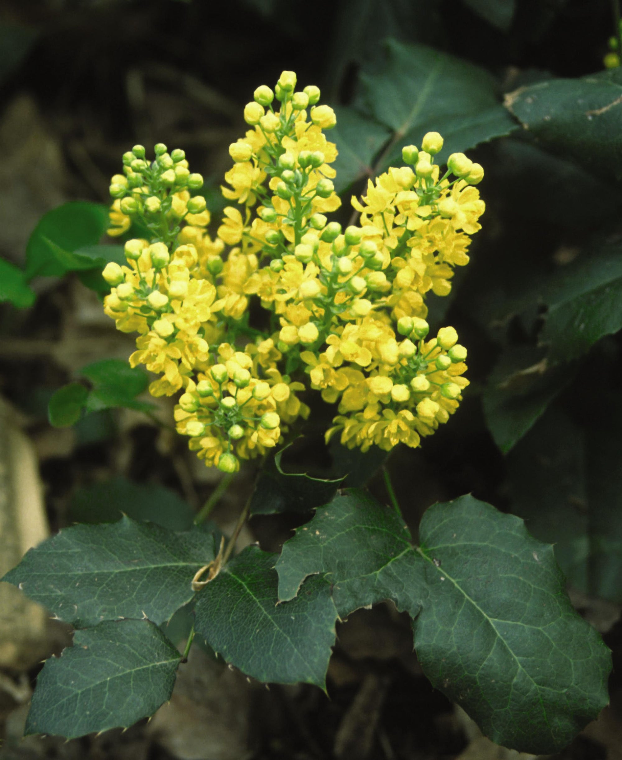 Mahonia repens Creeping Oregon Grape Holly