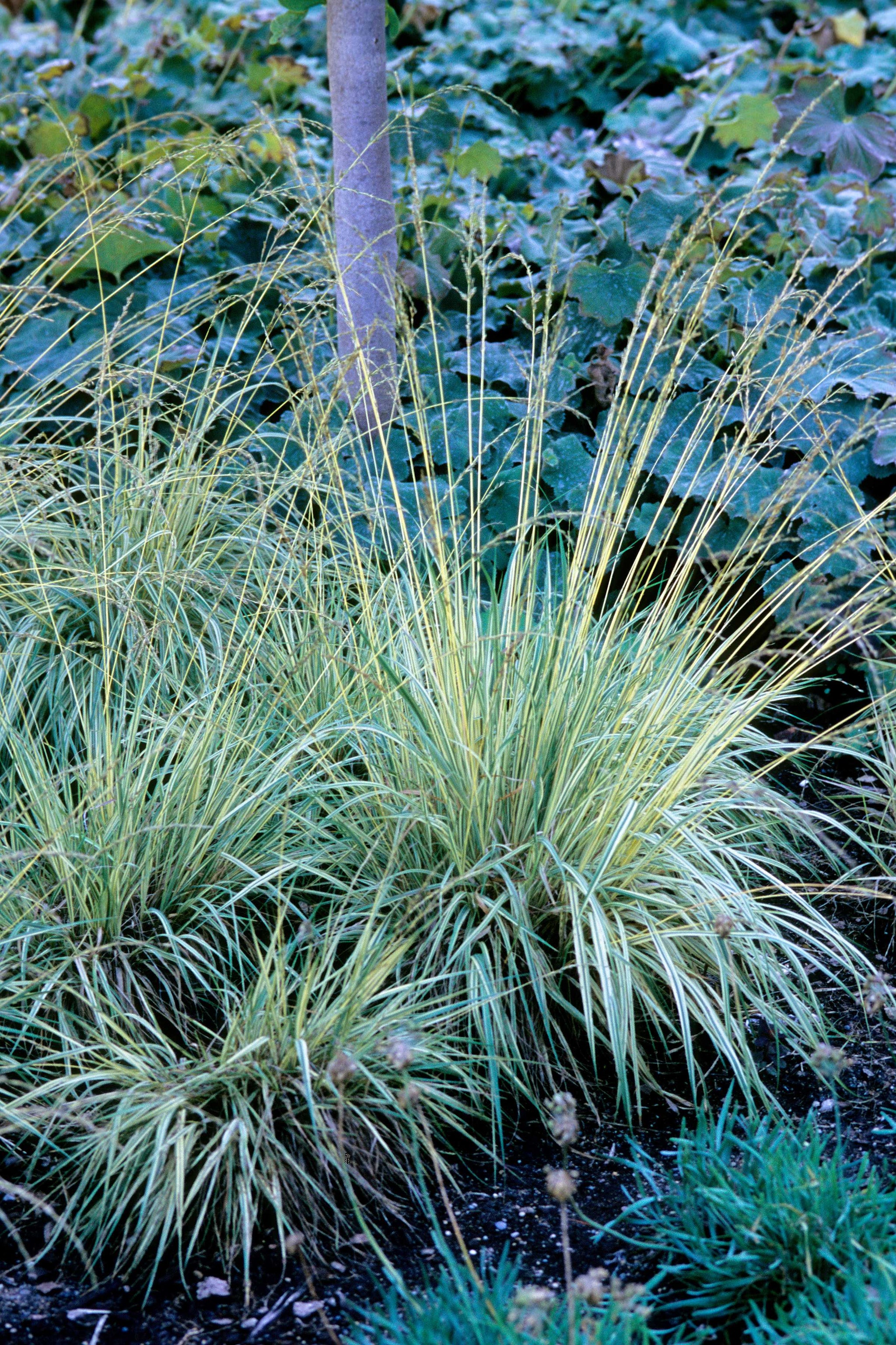Molinia caerulea Variegata Variegated Purple Moor Grass