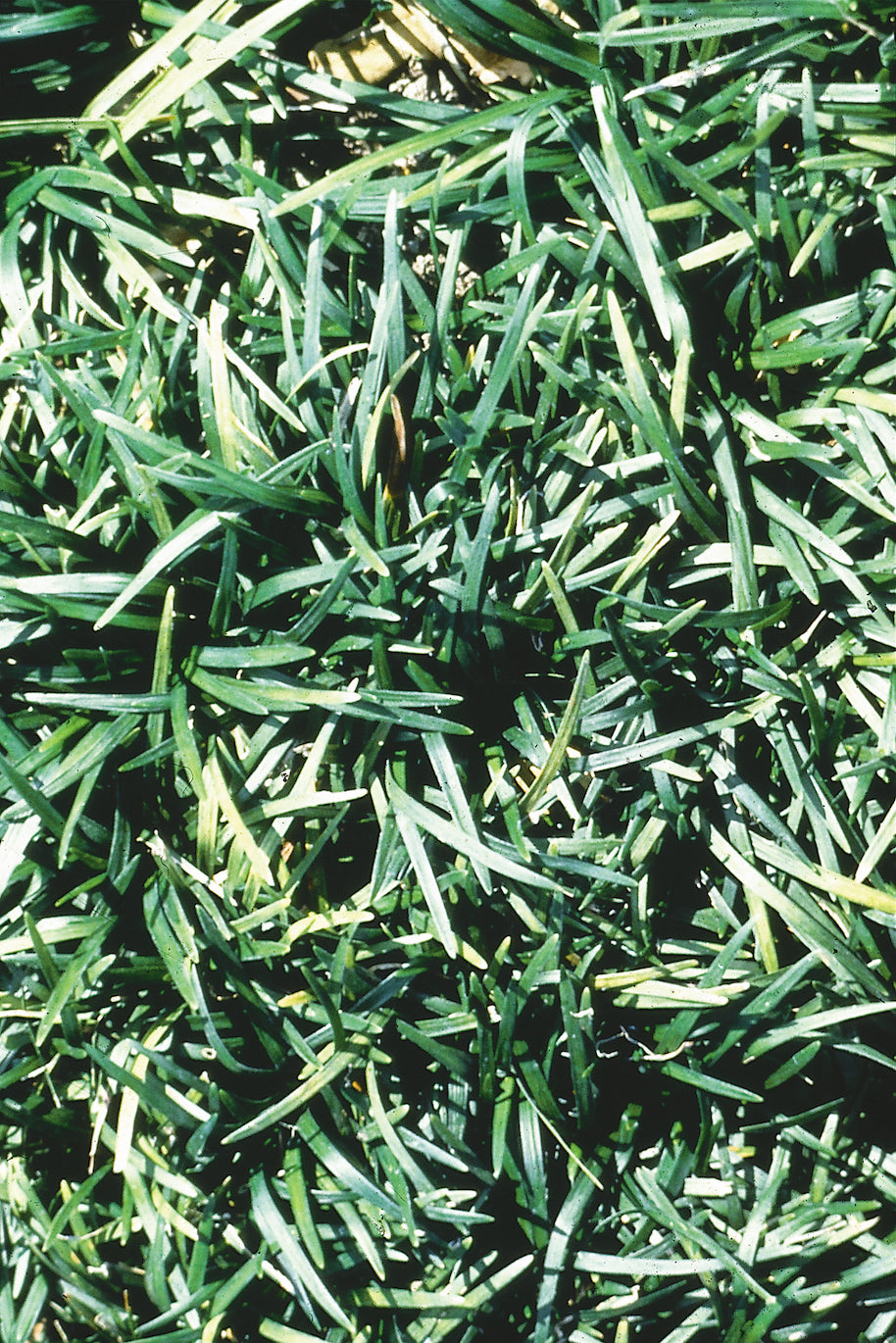 Ophiopogon japonicus Nana Dwarf Mondo Grass