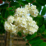 Sorbus aucuparia Cardinal Royal Michred COPF Cardinal Royal Mountainash