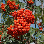 Sorbus aucuparia Rossica Russian Mountainash