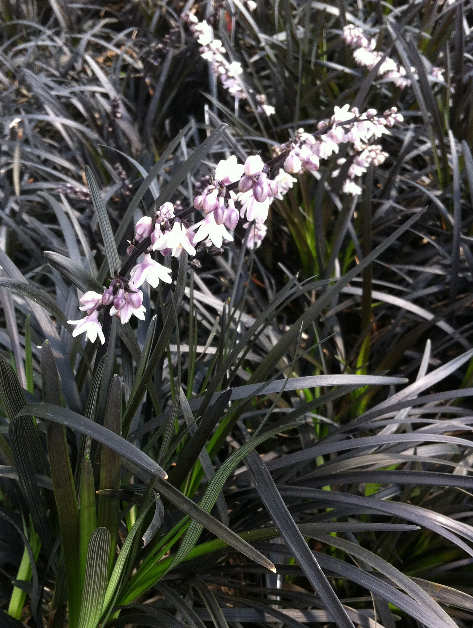 Ophiopogon planiscapus Nigrescens Black Mondo Grass