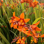 Crocosmia x Emily McKenzie Emily Mckenzie Monbretia