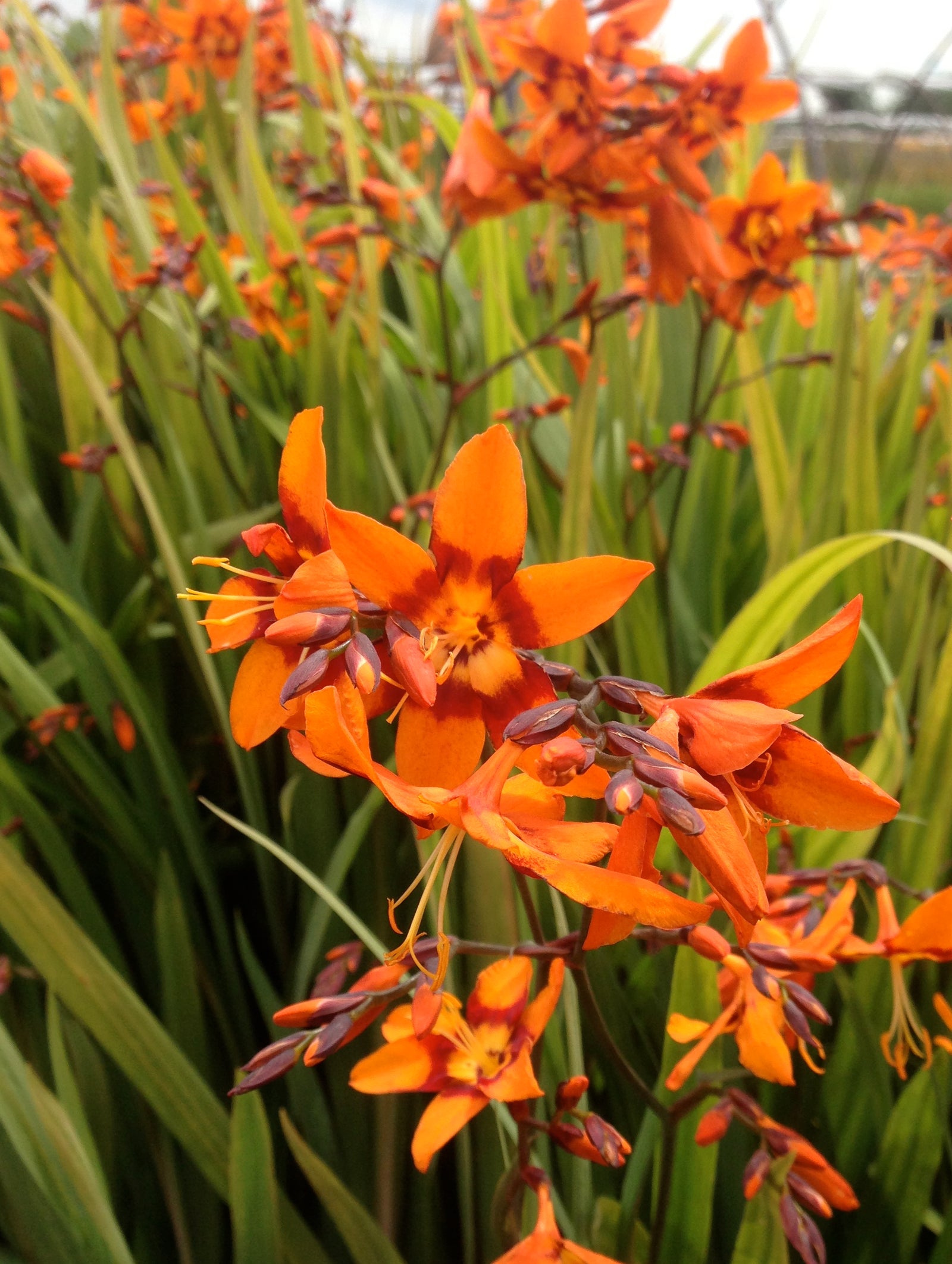 Crocosmia x Emily McKenzie Emily Mckenzie Monbretia