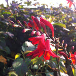 Crocosmia x Emberglow Monbretia