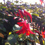 Crocosmia x Emberglow Emberglow Monbretia