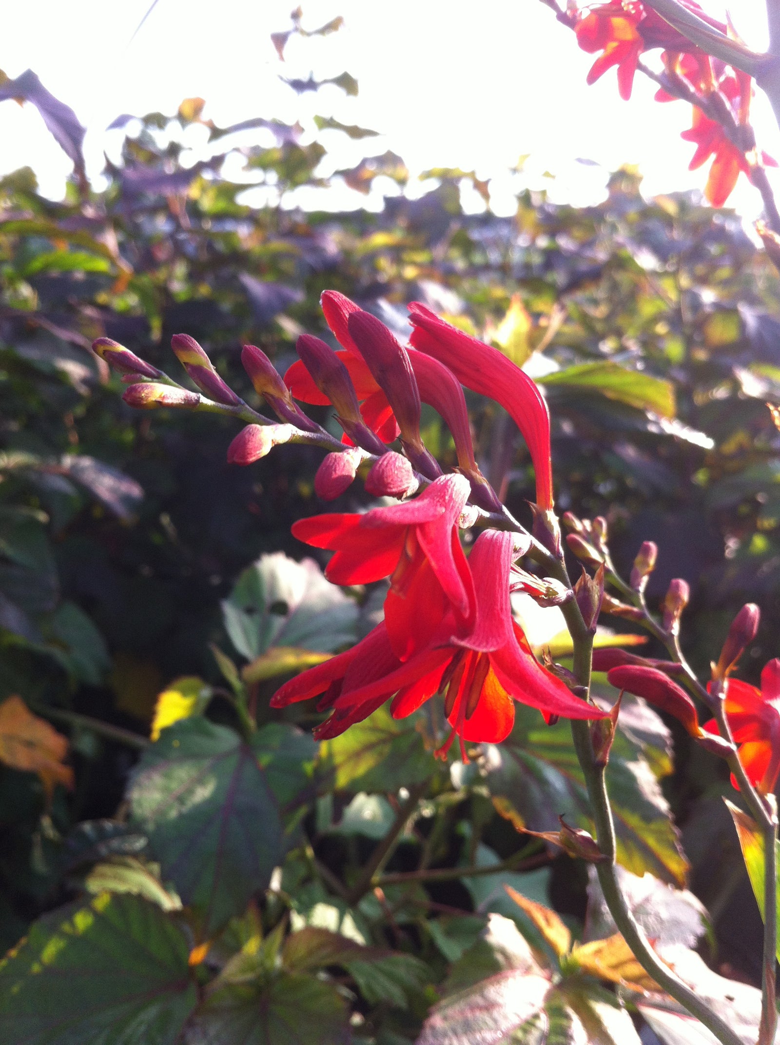 Crocosmia x Emberglow Emberglow Monbretia