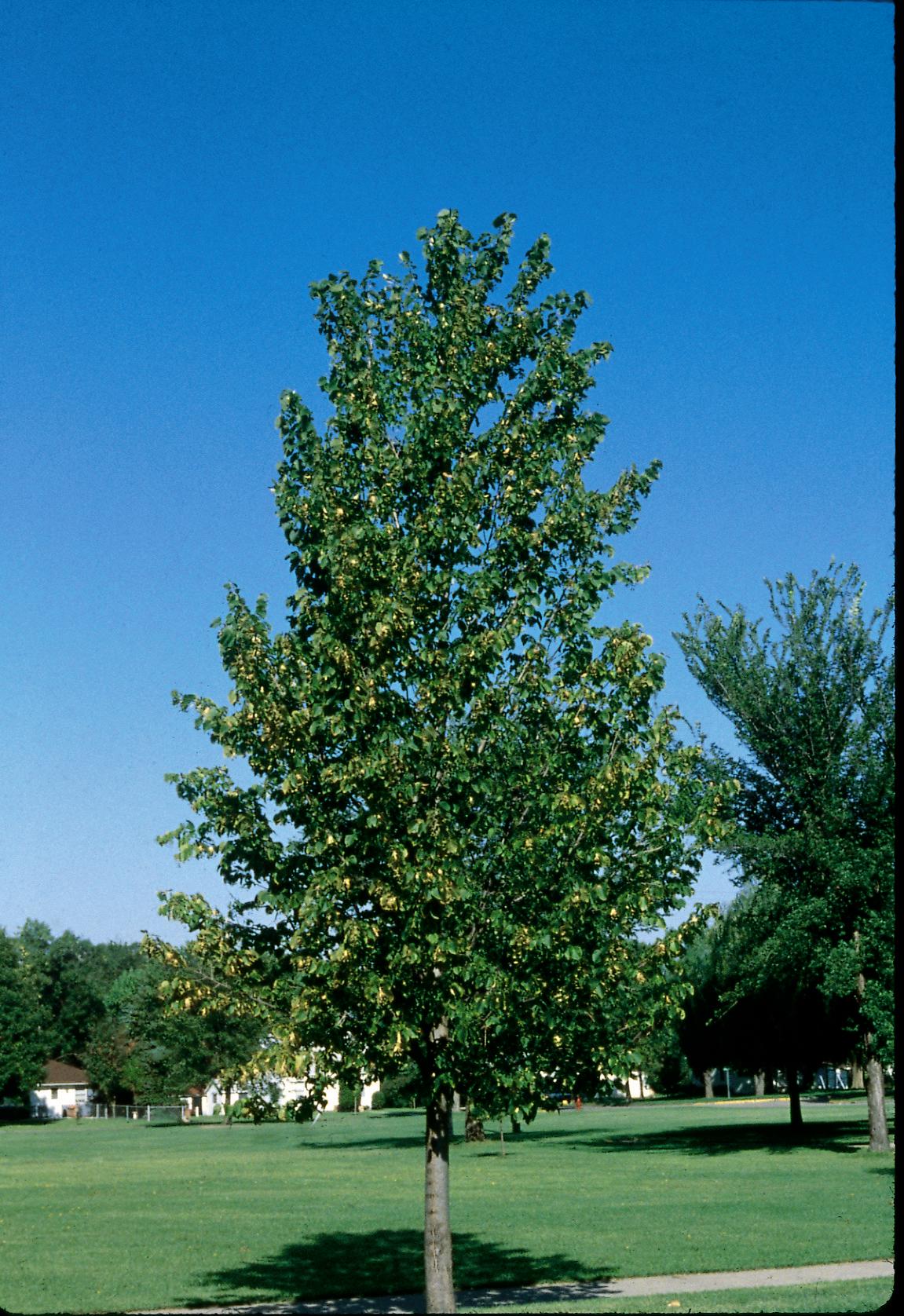 Tilia americana Boulevard Boulevard Basswood