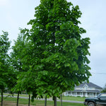 Tilia americana Redmond Redmond Basswood