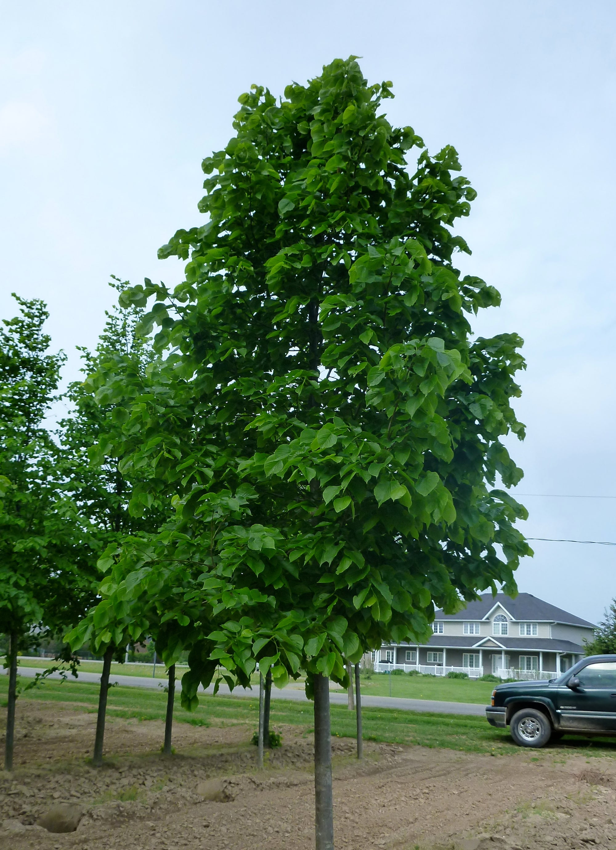 Tilia americana Redmond Redmond Basswood