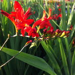 Crocosmia x Lucifer Lucifer Monbretia