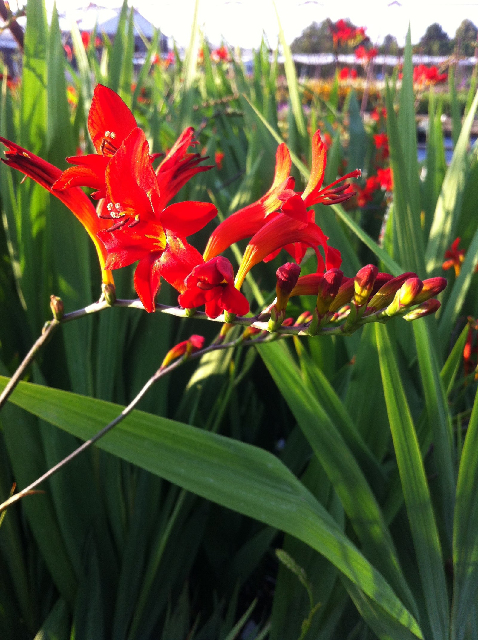 Crocosmia x Lucifer Lucifer Monbretia