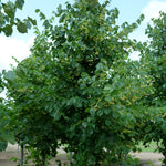 Tilia x flavescens Glenleven Glenleven Linden