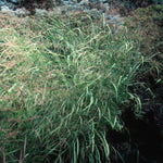 Panicum virgatum Heavy Metal Heavy Metal Switch Grass
