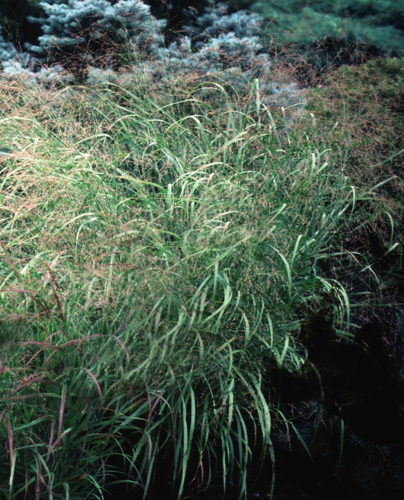 Panicum virgatum Heavy Metal Heavy Metal Switch Grass