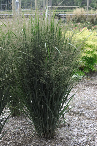 Northwind Switch Grass – GardenTap