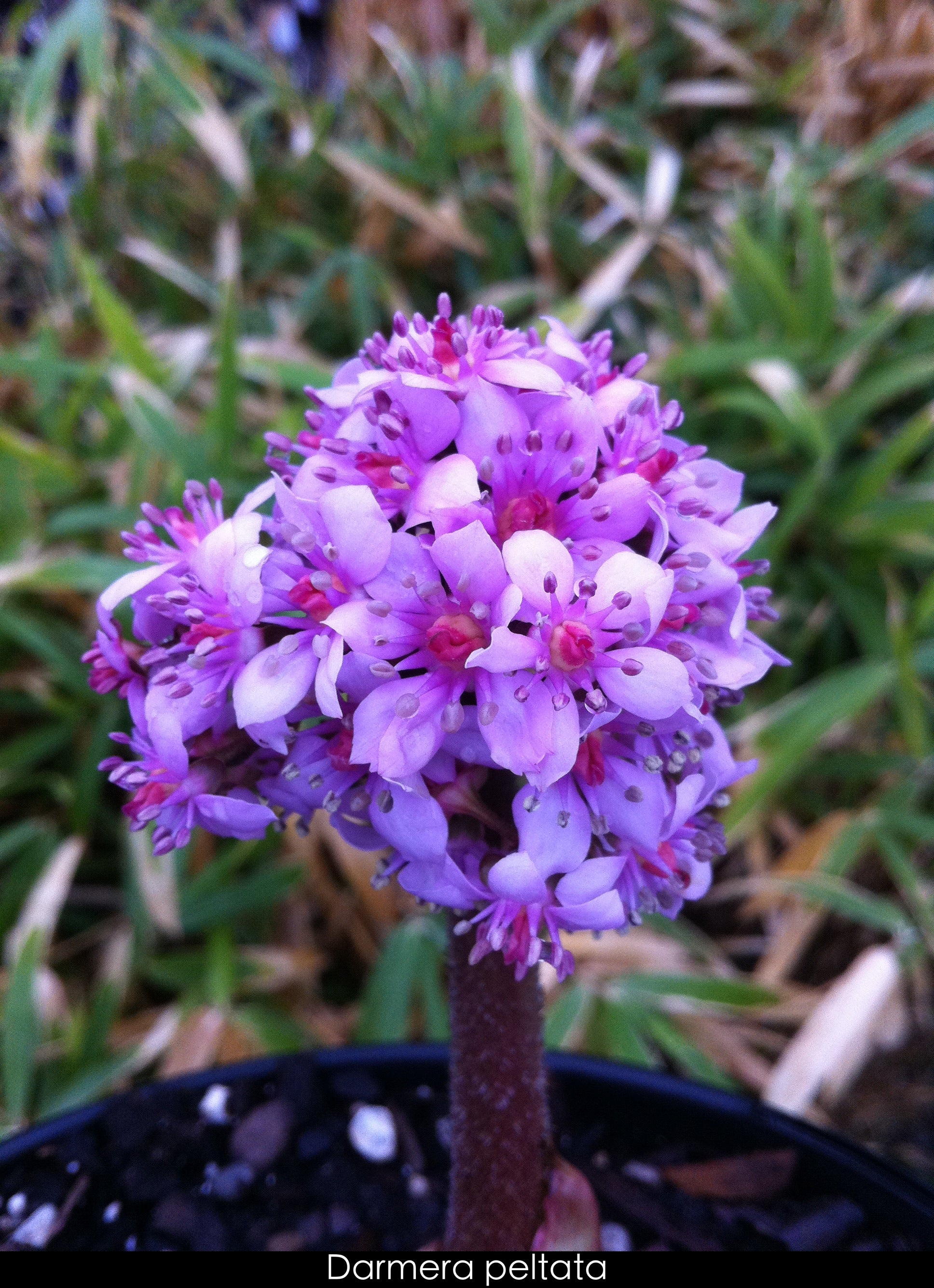 Darmera peltata Umbrella Plant