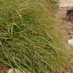 Panicum virgatum Prairie Sky Prairie Sky Switch Grass