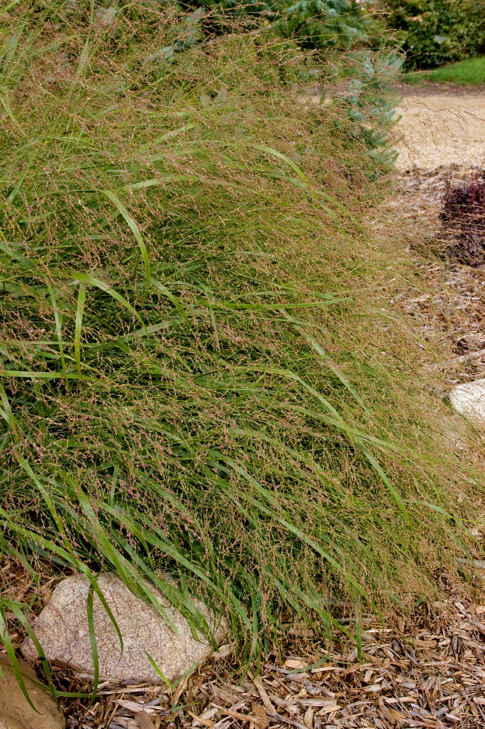 Panicum virgatum Prairie Sky Prairie Sky Switch Grass