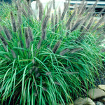 Pennisetum alopecuroides Moudry Black Fountain Grass