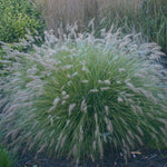 Pennisetum alopecuroides Piglet PP19074 Piglet Fountain Grass