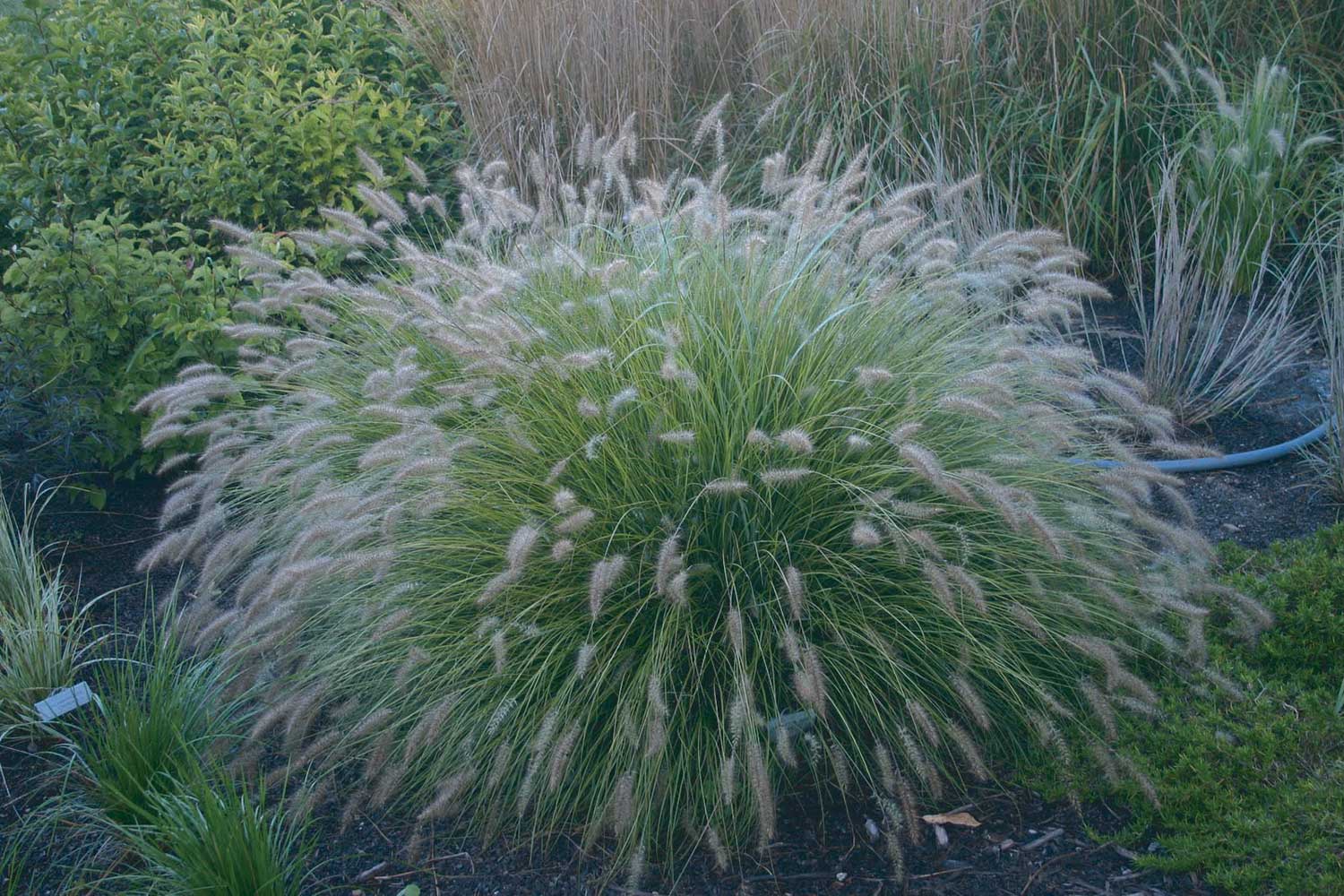 Pennisetum alopecuroides Piglet PP19074 Piglet Fountain Grass